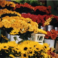 flower market1